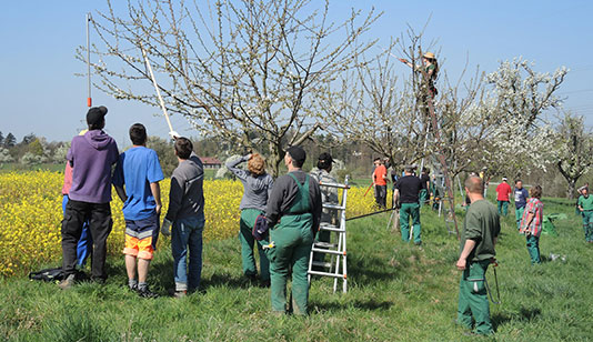 Obstbaumschnittkurs bei der Gemeinde Karlsbad